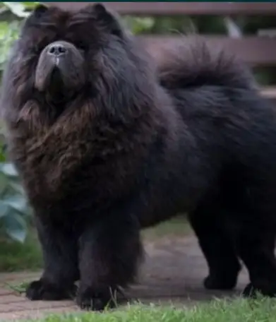 Продам чау-чау, фотография 2