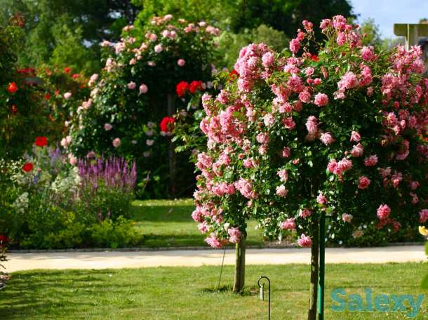 Саженцы штамбовые розы Сербия, фотография 4