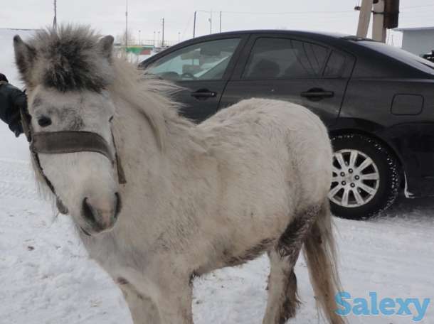 Продам 2х пони и сани к ним, фотография 3