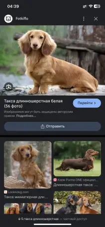 Ищу щенка таксы, фотография 1