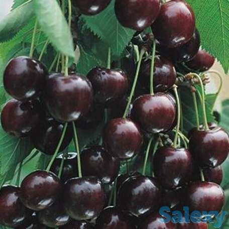 Саженец вишни 