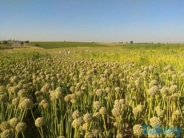 Семена лука, фотография 3