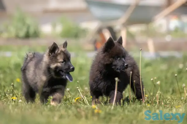 Евразиер! Очень редкая порода!, фотография 1