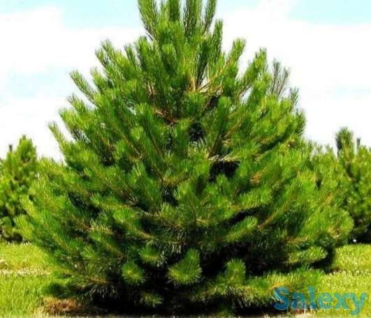 Семена сосны 