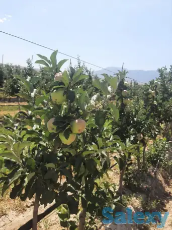 Плодоносящие интенсивный яблоневый и косточковый сады, фотография 2