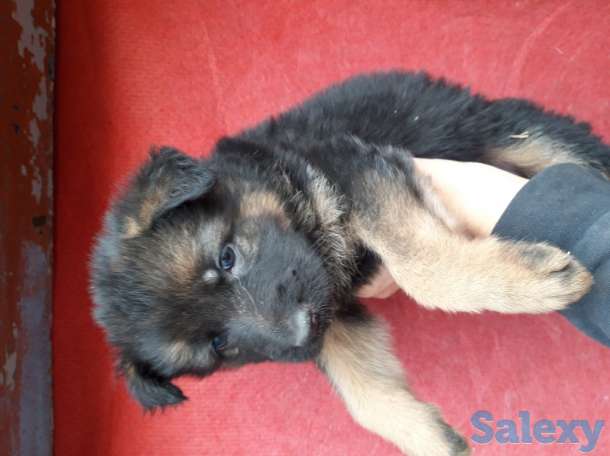 Продам щенков породы немецкая овчарка, фотография 2