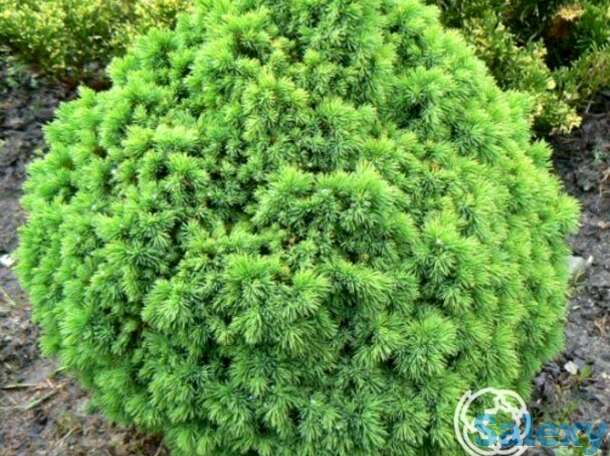 Ель канадская альберта глобе, фотография 1