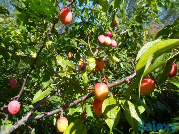 Продается Дом-Мечта, Интернациональная, 30, фотография 7