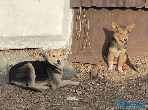 Отдам щенков в хорошие руки!, фотография 2