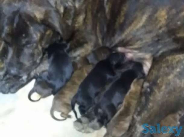 щенки питбультерьер, фотография 4