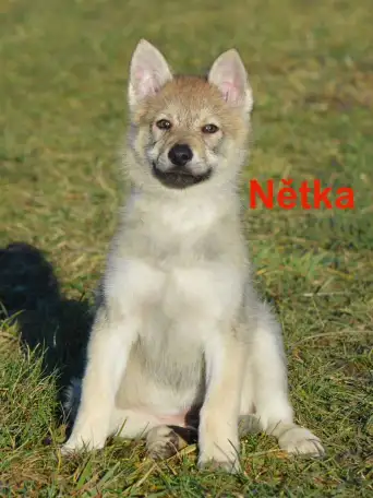 Чешский VolfDog Чешский волчак, фотография 3