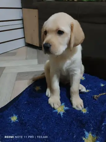 Щенки Лабрадор ретривер, фотография 13
