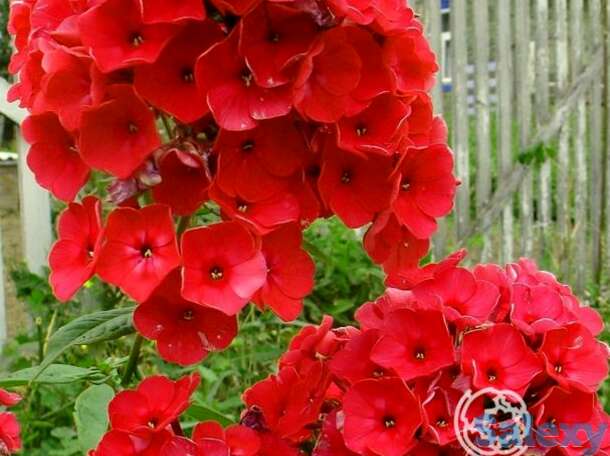 Флокс метельчатый Ред Райдинг Худ, фотография 1