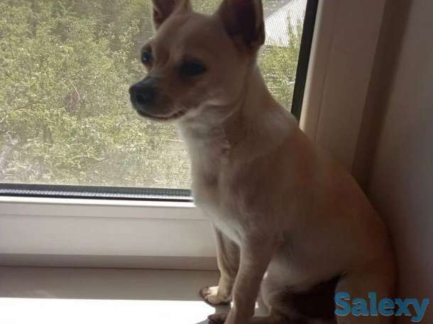 Пропала собака, фотография 3