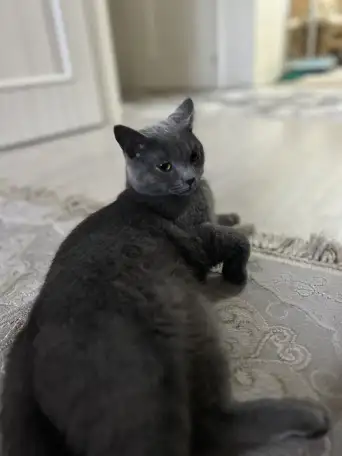 Кот британский короткошерстный, фотография 4