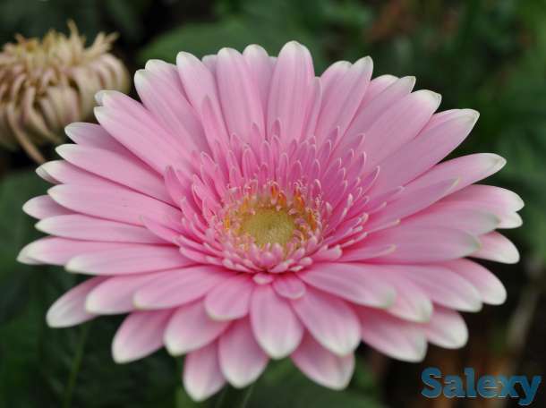 Продаю саженцы герберы, фотография 4