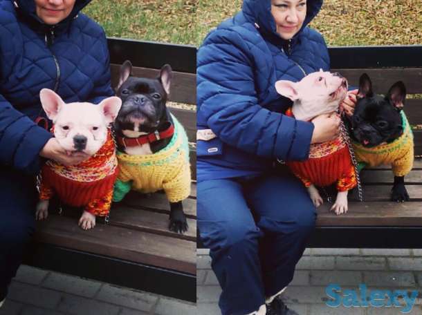 Французские бульдоги, фотография 6