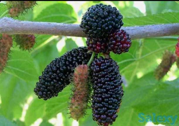 Саженец шелковицы 