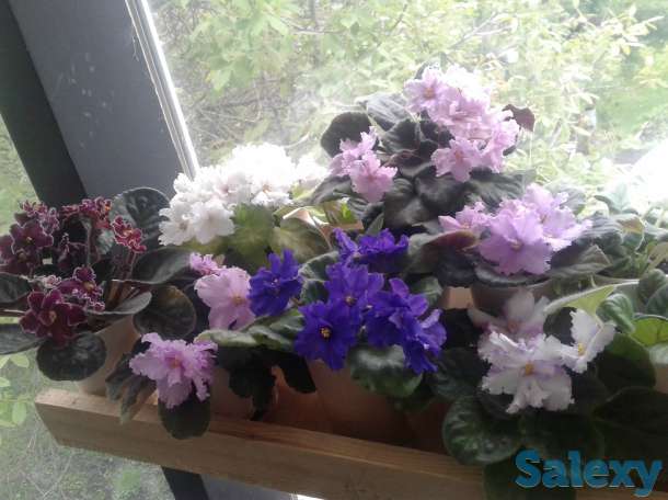 Фиалки цветущие, красивые, разные, шикарные., фотография 3