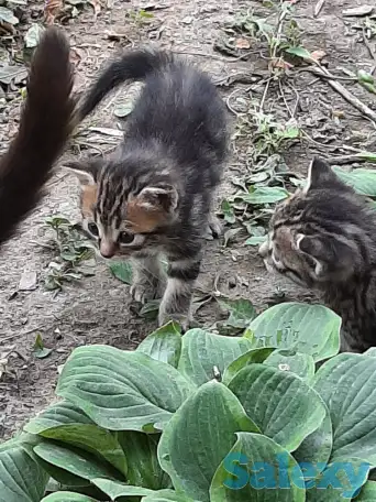 Потерялись хозяева у маленьких котят, фотография 6
