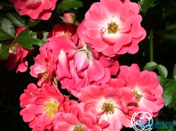 Роза инге шуберт флорибунда, топалович, фотография 1