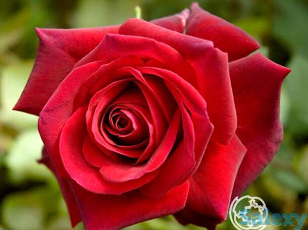 Роза ред берлин чайно-гибридная, топалович, фотография 1