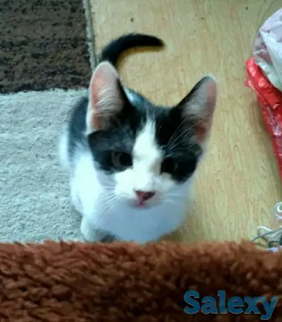 Срочно отдам котят в заботливые руки, фотография 7