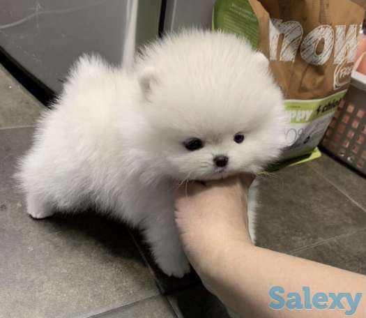 В продаже щенки померашки, фотография 4