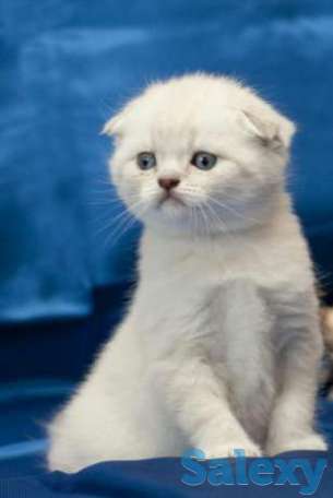 Вислоухий голубоглазка, фотография 1