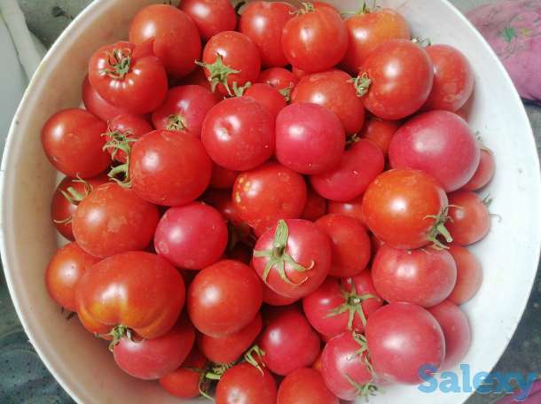 Продам помидоры домашние, фотография 1