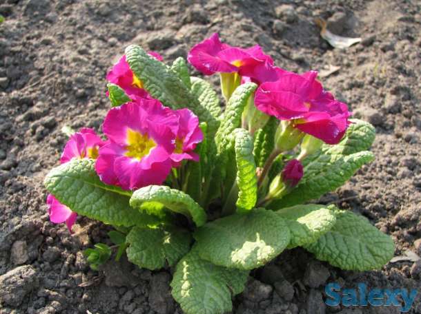 Продам примулу садовую в ассортименте. При покупке 4 штук 1 в подарок, фотография 4