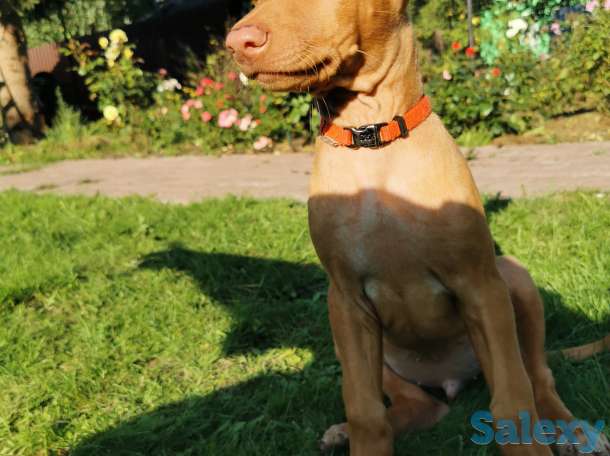 Фараонова собака, фотография 3