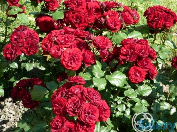 Роза лаваглут флорибунда, топалович, фотография 1