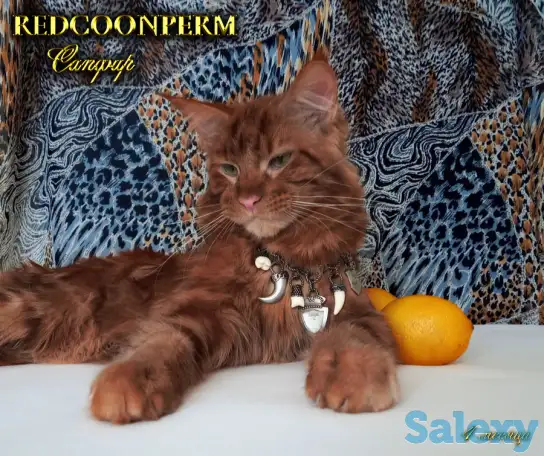 Мейн Кун красный солид. Шоу класс. Питомник, фотография 4