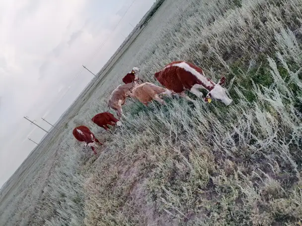 Продам 2 коровы с телятами. Можно без телят. Дойные коровы. Плохих прывычек нет. Умные, красивые, стройные коровы, фотография 8