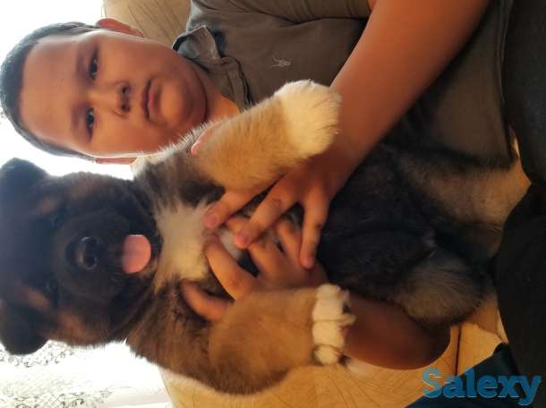 продам щенков Американская акита, фотография 3