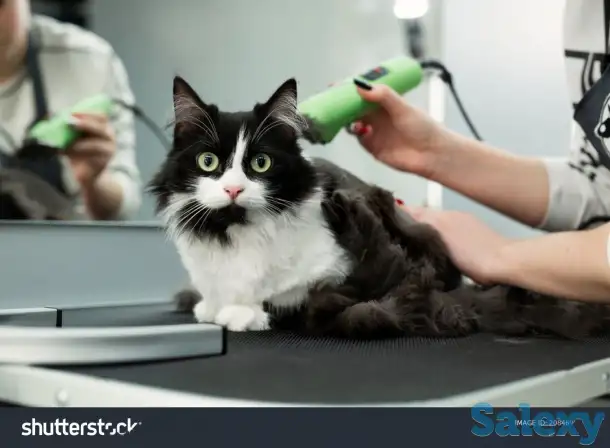 Стрижка кошек Астана, фотография 1