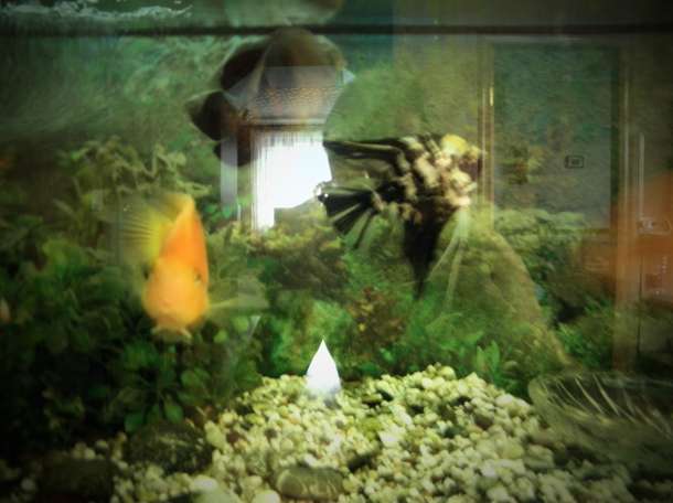 продам два аквариума, фотография 2