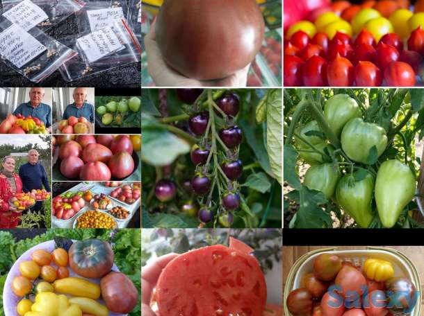 Семена Кокшетау, фотография 1