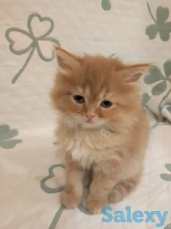 Дарю котенка, фотография 1