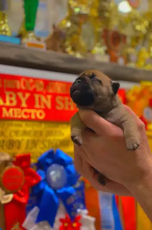 Щенок французского бульдога от чемпионов России, фотография 3