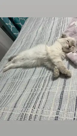 Продаю Кошку 5-6 месячную в добрые руки, фотография 5