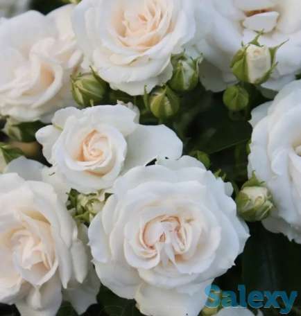 Саженец розы плетистой 