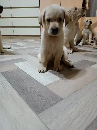 Щенки Лабрадор ретривер, фотография 3