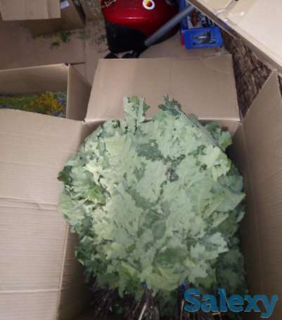 Дубовые веники, фотография 2