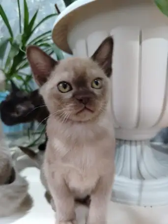 БУРМАНСКИЕ КОТЯТА С РОДОСЛОВНОЙ  АЛМАТЫ  доставка по Кз и в другие страны присутствует, фотография 5