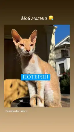 ПРОПАЛ КОТ породы СФИНКС велюровый рыжий, фотография 2