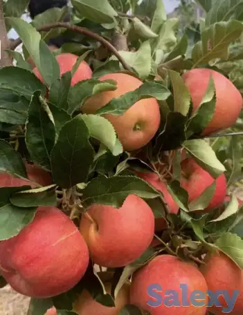 Плодоносящие интенсивный яблоневый и косточковый сады, фотография 5