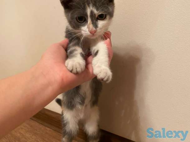 Отдам котенка в хорошие руки!, фотография 1