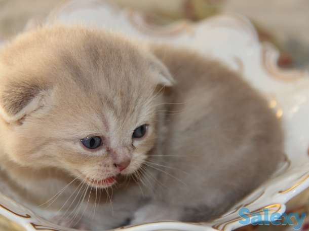 Продажа/бронирование, фотография 3